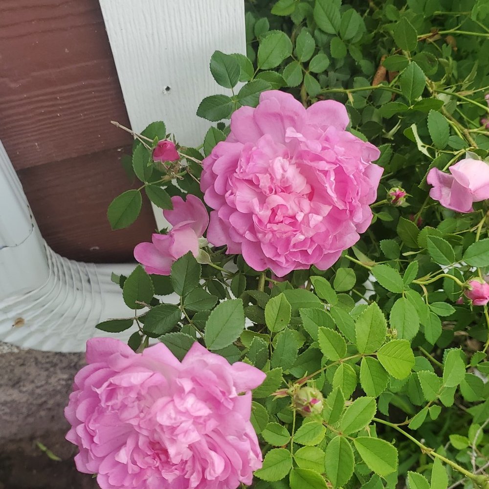 Meet your Posher, Jess